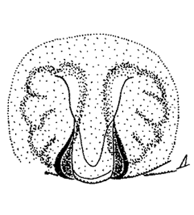 speciesimage