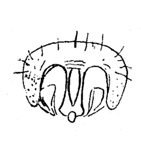 speciesimage