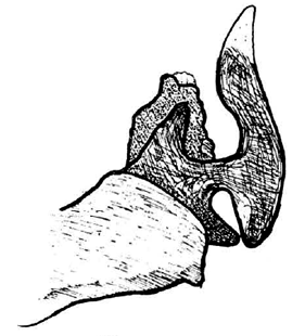 speciesimage