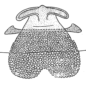 speciesimage