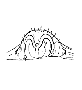 speciesimage