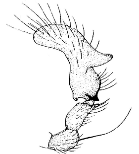 speciesimage