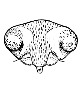 speciesimage