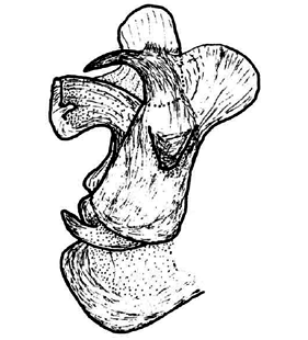 speciesimage