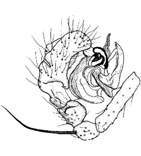 speciesimage