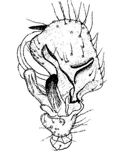 speciesimage