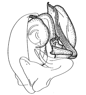 speciesimage