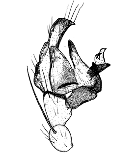 speciesimage
