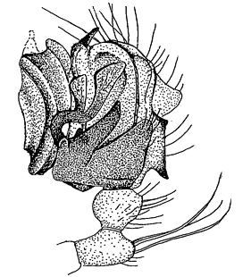 speciesimage