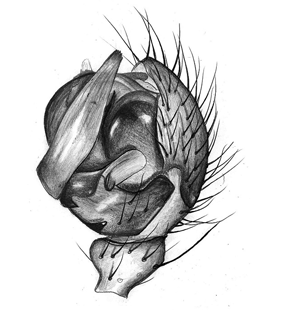 speciesimage