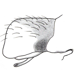 speciesimage
