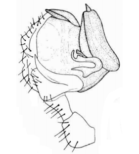 speciesimage