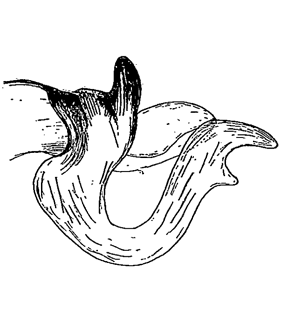 speciesimage