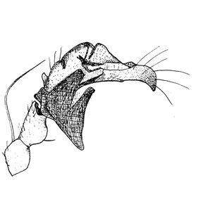 speciesimage
