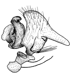 speciesimage