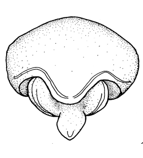 speciesimage