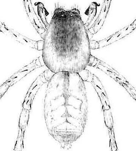 species