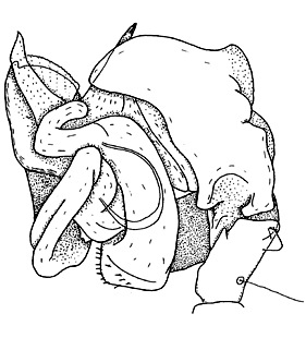 speciesimage