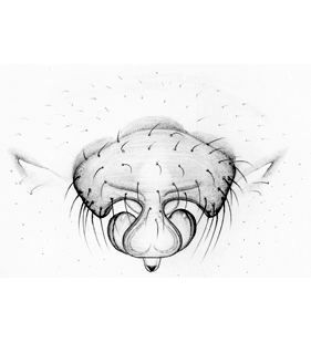 speciesimage