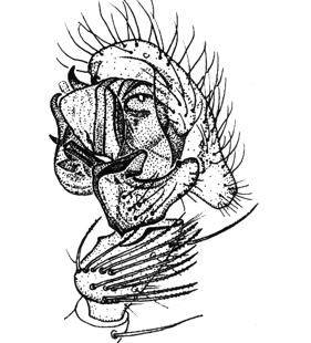 speciesimage