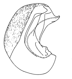 speciesimage