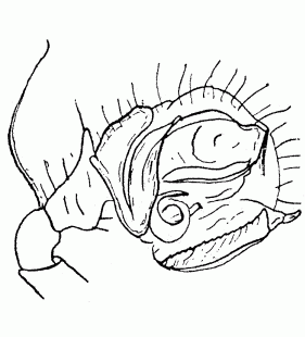 speciesimage