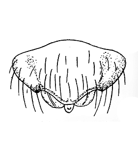 speciesimage