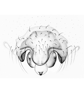 speciesimage