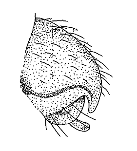 speciesimage