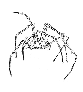 speciesimage