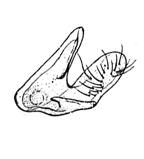 speciesimage
