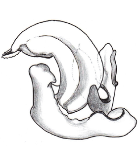 speciesimage