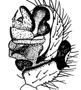 speciesimage