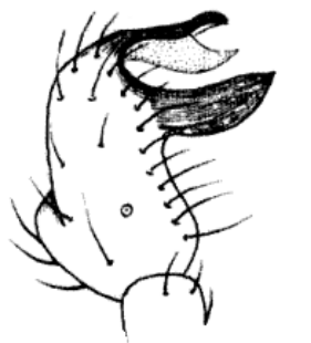 speciesimage