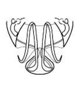 speciesimage