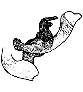 speciesimage