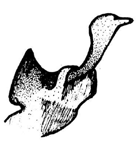 speciesimage