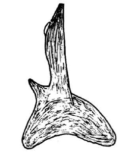 speciesimage