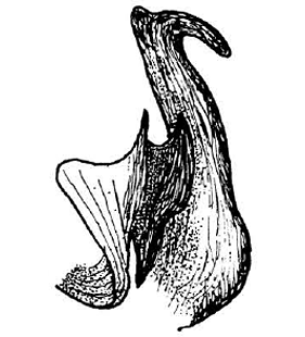speciesimage