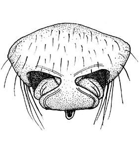 speciesimage