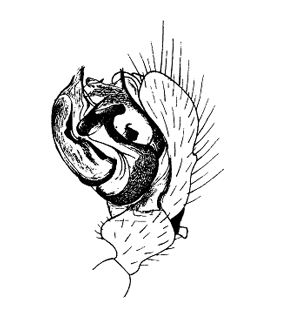 speciesimage