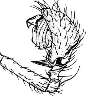 speciesimage