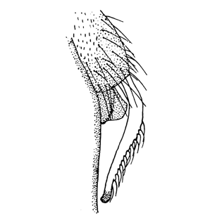 speciesimage