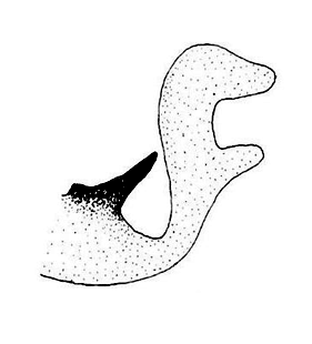 speciesimage