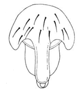 speciesimage