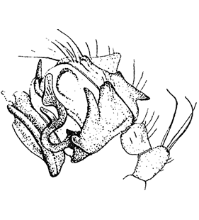 speciesimage