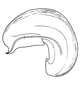 speciesimage