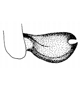 speciesimage