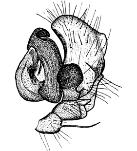 speciesimage