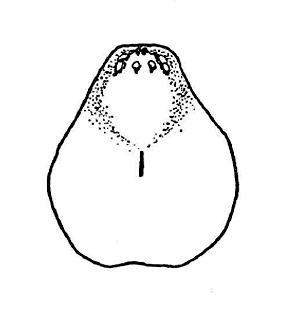 speciesimage